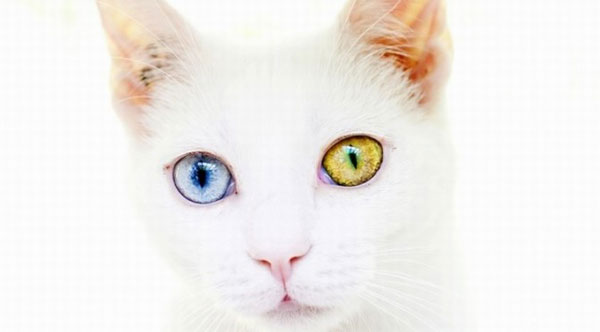 山羊引发的热度不断 《模拟猫咪》众筹项目已经开启