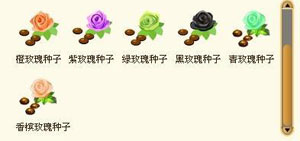 全民小镇玫瑰种子