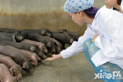 网易农场美女岛主
