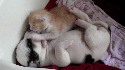 喵星人之拍马屁搞笑GIF(5)