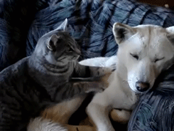 喵星人之拍马屁搞笑GIF(4)