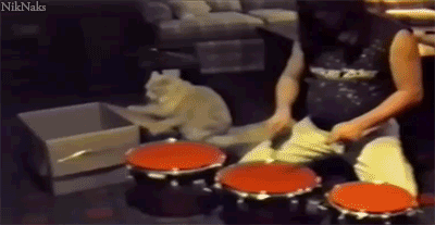 萌宠与二货主人神同步搞笑GIF(8)