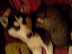 喵星人之拍马屁搞笑GIF(9)