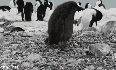低智商生物搞笑GIF(5)