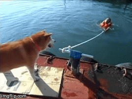 拒绝主人亲吻柴犬GIF(8)