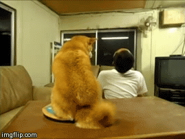 拒绝主人亲吻柴犬GIF(7)