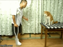 拒绝主人亲吻柴犬GIF(5)