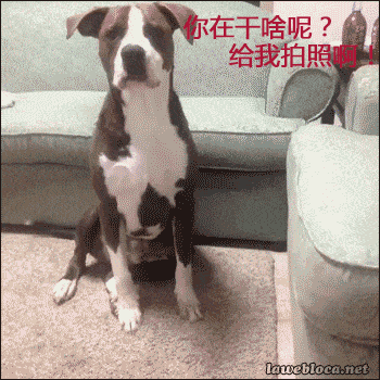 囧雷傻缺GIF图系列124(3)