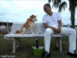 拒绝主人亲吻柴犬GIF(6)