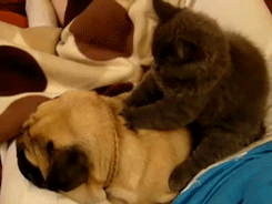 喵星人之拍马屁搞笑GIF(6)