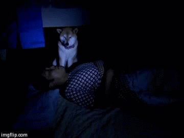 拒绝主人亲吻柴犬GIF(9)