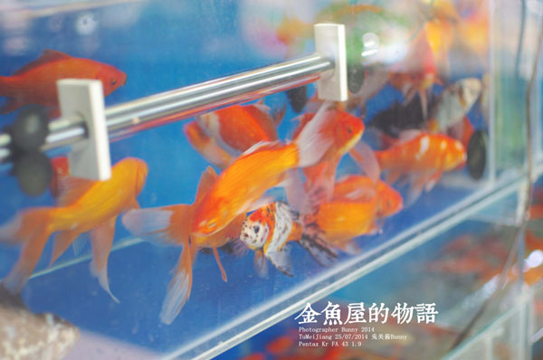 制服萌妹子金鱼屋写真(15)