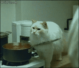 逗比萌宠的坑爹日常搞笑GIF(5)