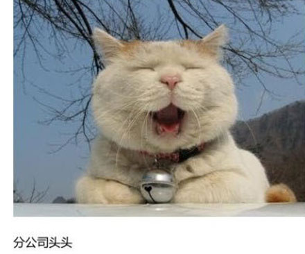 上班族各单位从业者表情萌宠版搞笑图片(5)