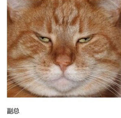 上班族各单位从业者表情萌宠版搞笑图片(3)