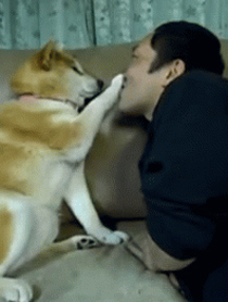 拒绝主人亲吻柴犬GIF